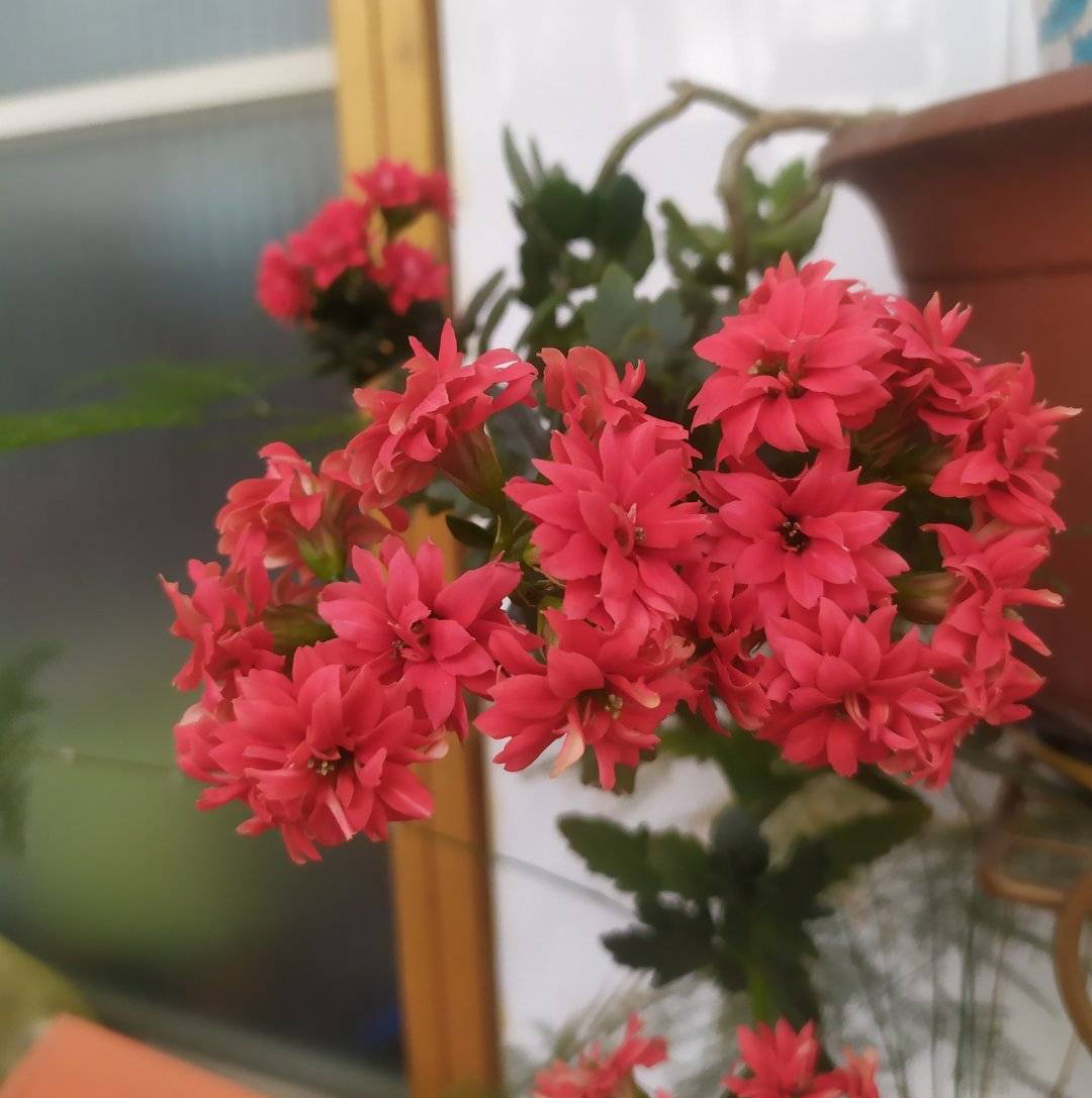 長壽花花開過后怎么弄？有2個選擇，越養(yǎng)越多好劃算！