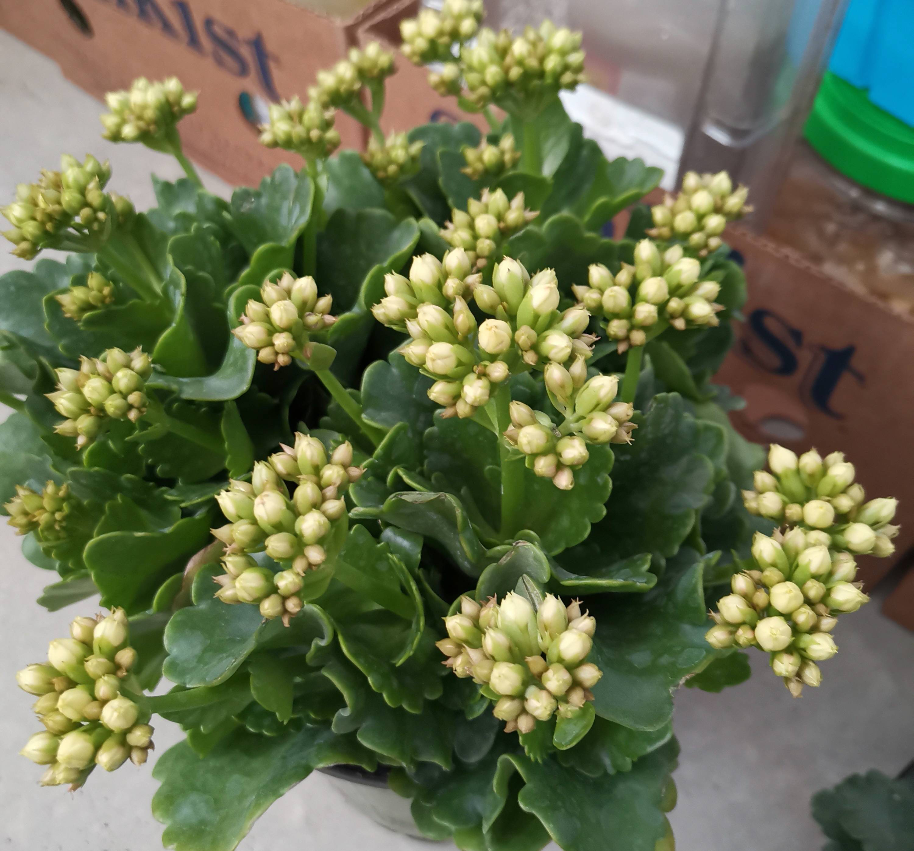 長(zhǎng)壽花開(kāi)完該怎么做？有2個(gè)選擇，越養(yǎng)越多好劃算，變霸氣老樁