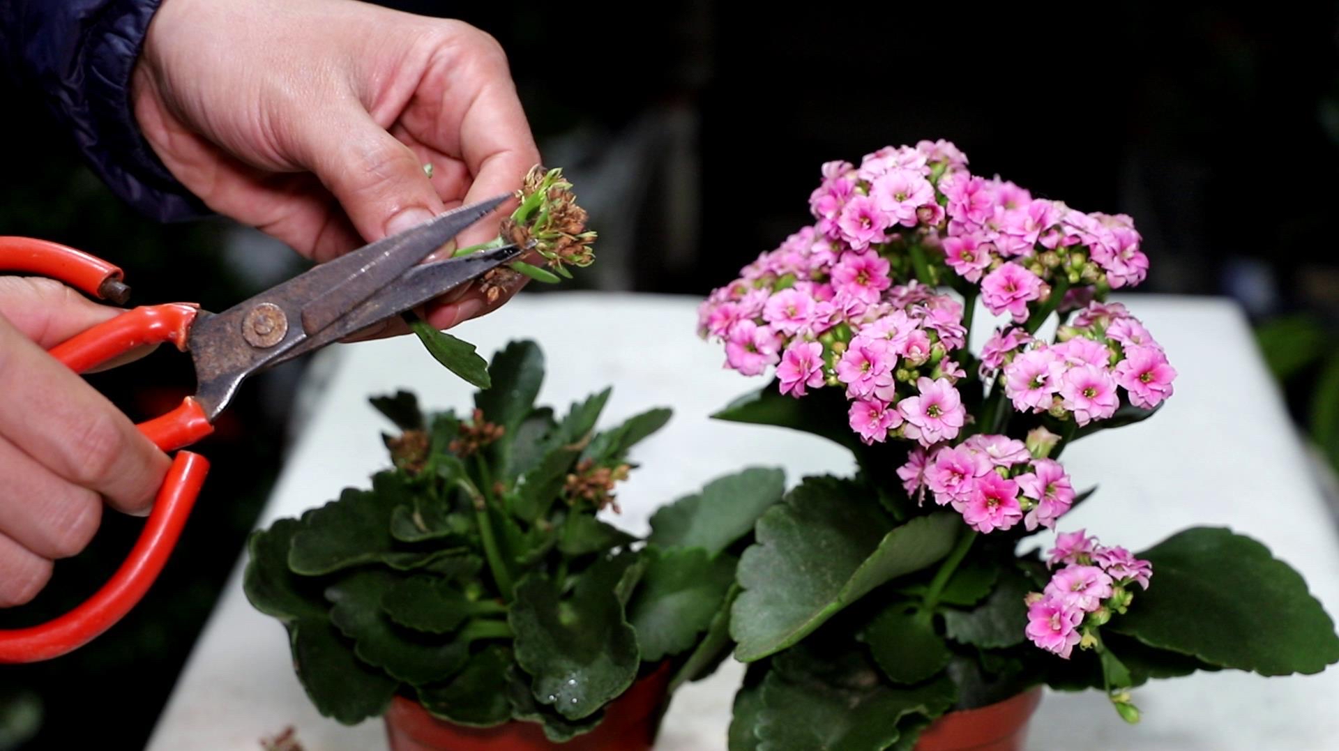 長(zhǎng)壽花開(kāi)完該怎么做？有2個(gè)選擇，越養(yǎng)越多好劃算，變霸氣老樁