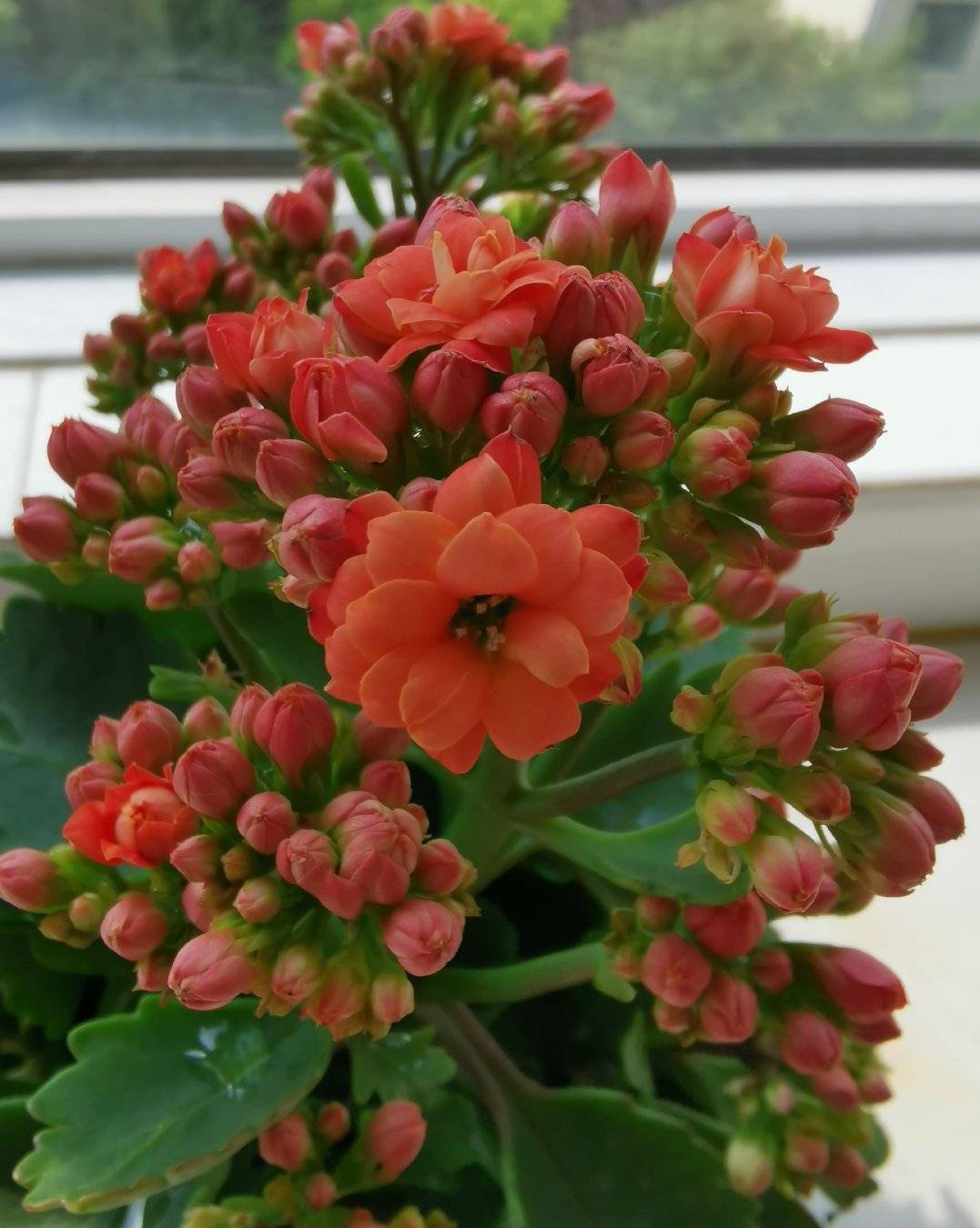 長(zhǎng)壽花開(kāi)完該怎么做？有2個(gè)選擇，越養(yǎng)越多好劃算，變霸氣老樁