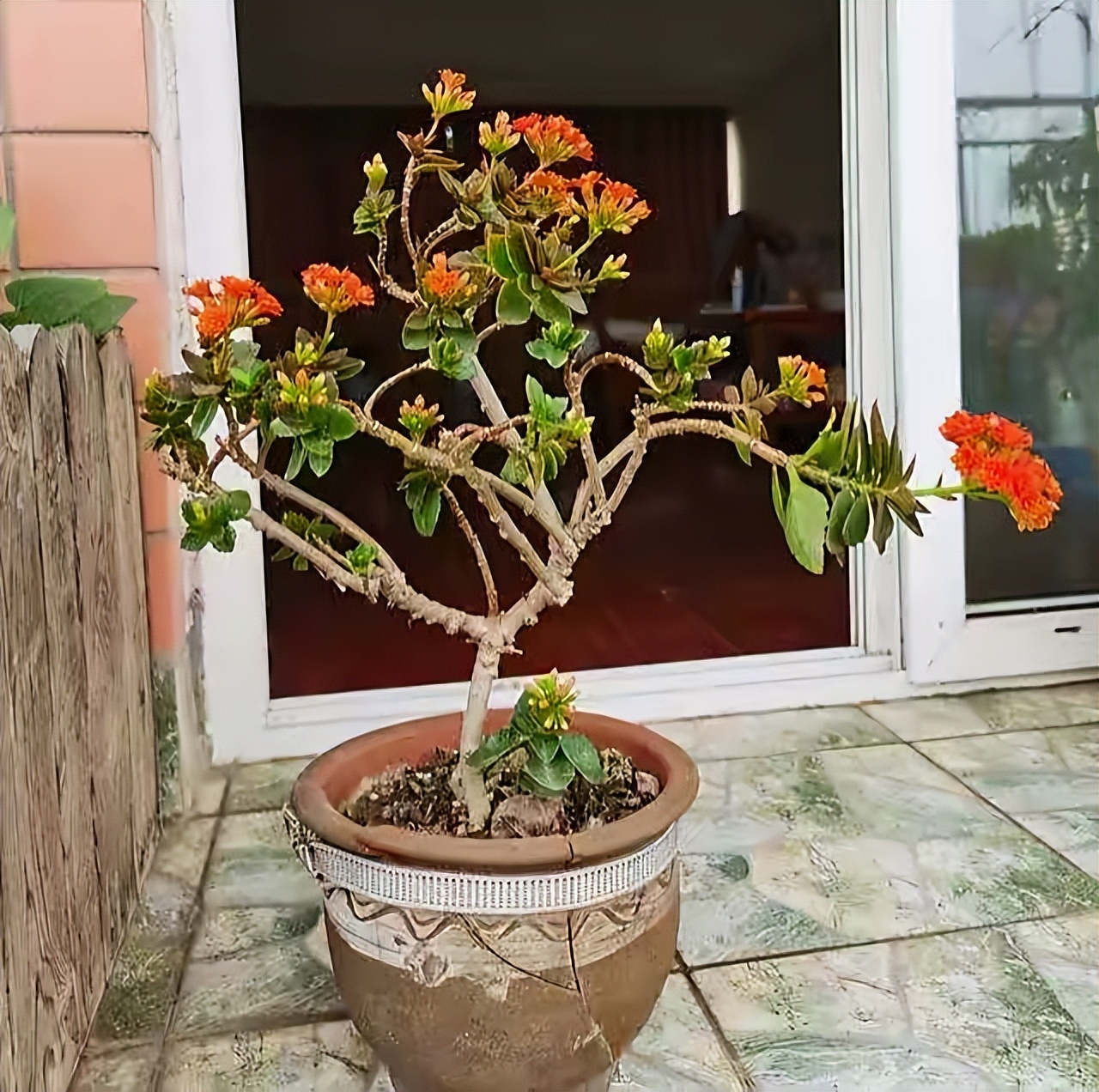 長(zhǎng)壽花開(kāi)完該怎么做？有2個(gè)選擇，越養(yǎng)越多好劃算，變霸氣老樁