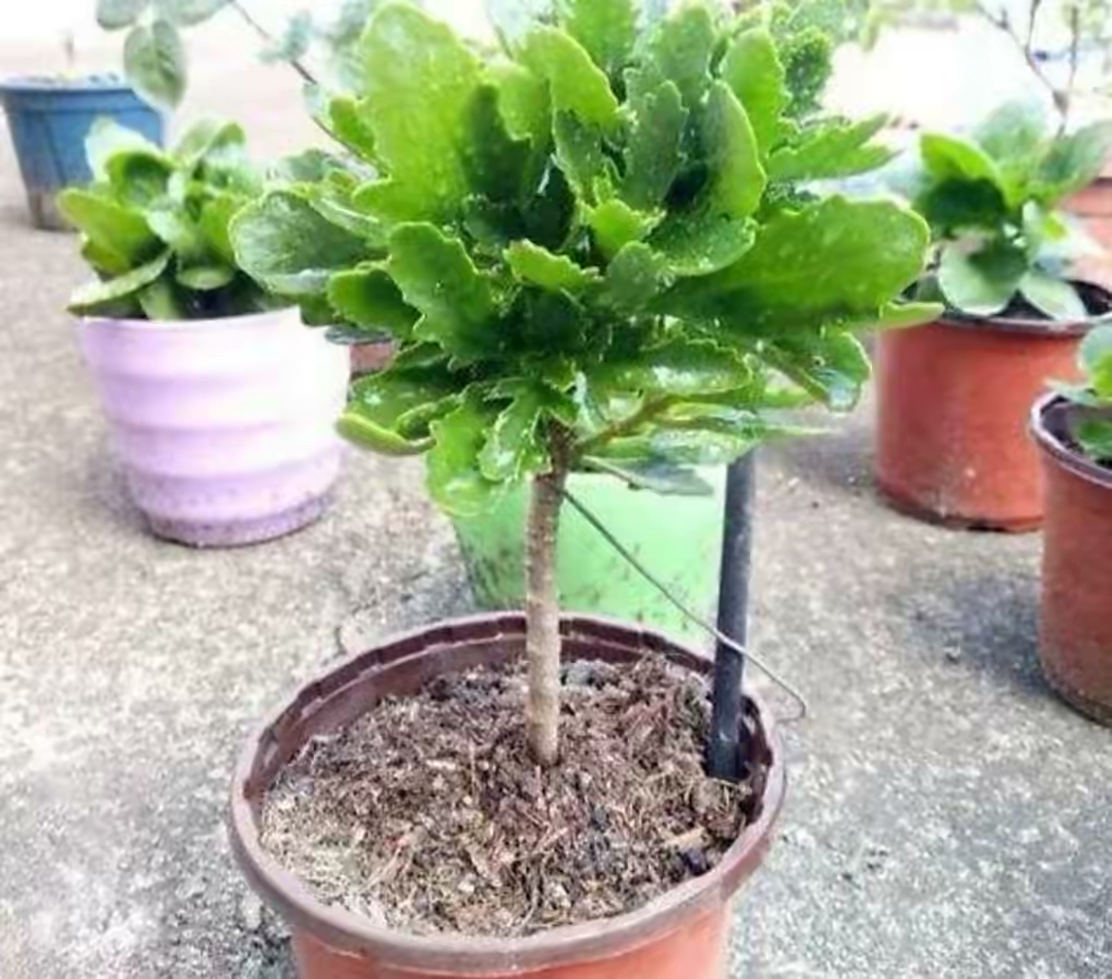 長(zhǎng)壽花開(kāi)完該怎么做？有2個(gè)選擇，越養(yǎng)越多好劃算，變霸氣老樁