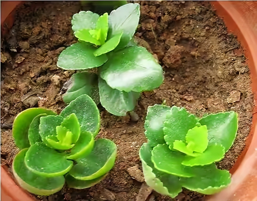 長(zhǎng)壽花開(kāi)完該怎么做？有2個(gè)選擇，越養(yǎng)越多好劃算，變霸氣老樁