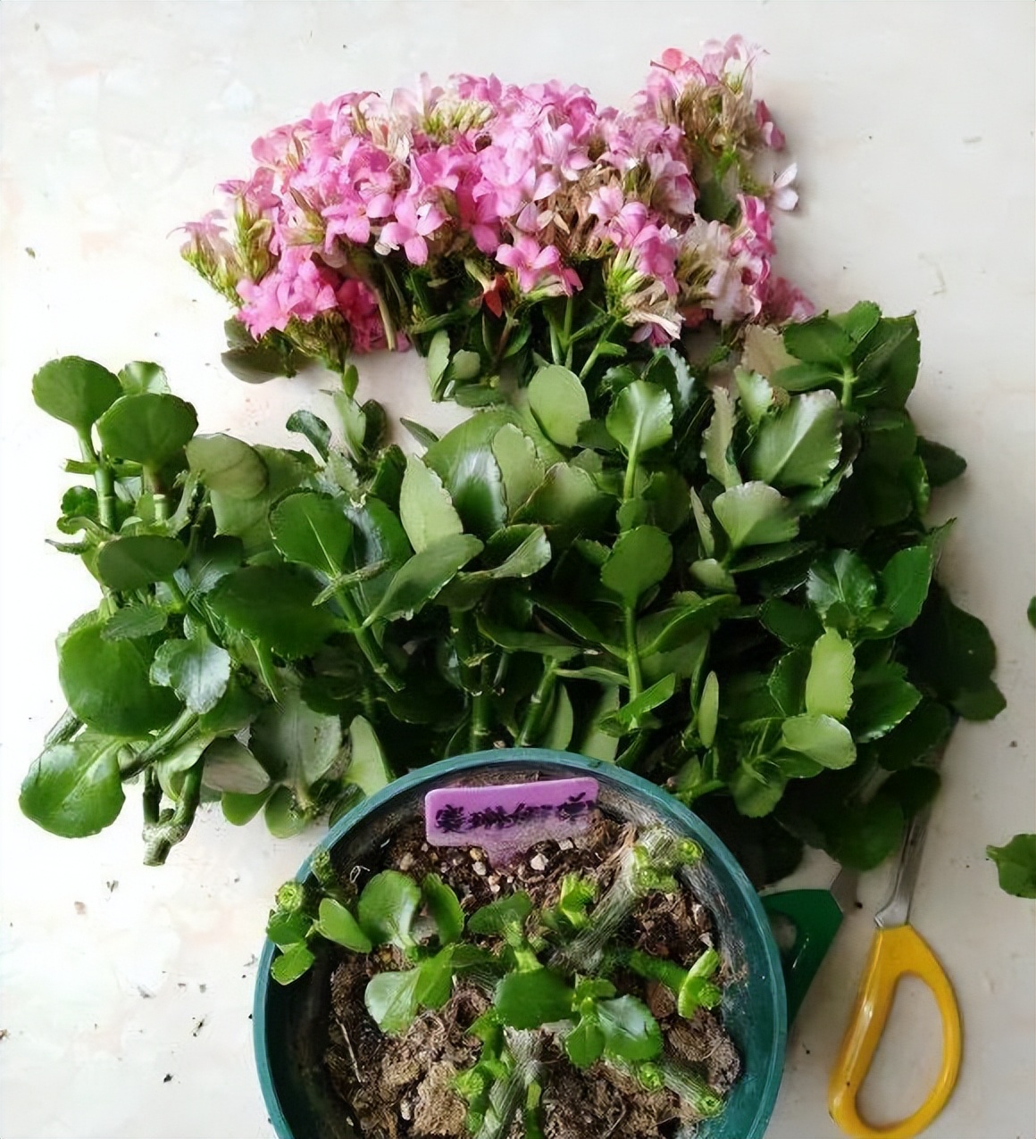 長(zhǎng)壽花開(kāi)完該怎么做？有2個(gè)選擇，越養(yǎng)越多好劃算，變霸氣老樁