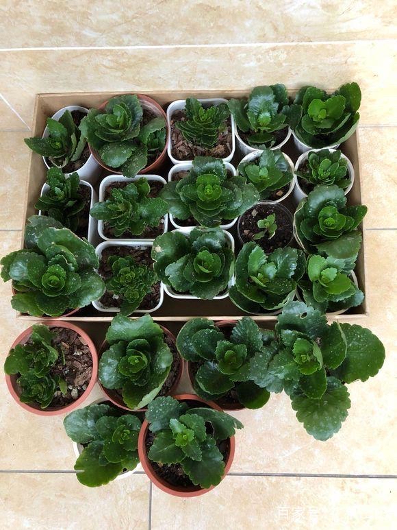 長(zhǎng)壽花開(kāi)完該怎么做？有2個(gè)選擇，越養(yǎng)越多好劃算，變霸氣老樁