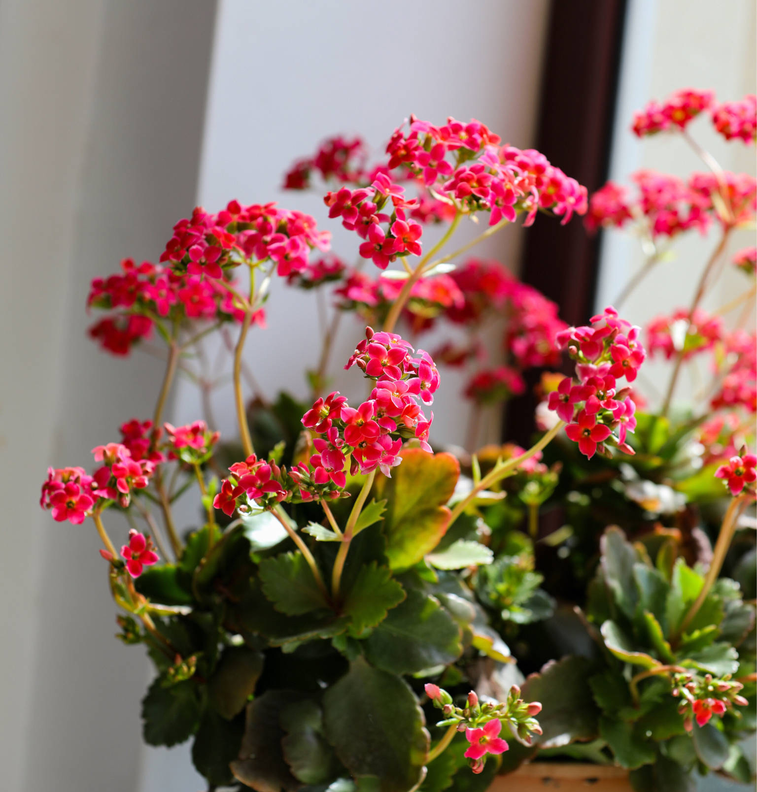 長(zhǎng)壽花開(kāi)完該怎么做？有2個(gè)選擇，越養(yǎng)越多好劃算，變霸氣老樁