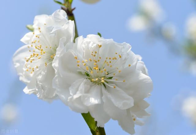 女花苞頭圖片（女生花苞頭）