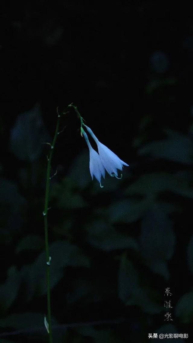 玉簪子花圖片(白玉簪花什么樣子的)