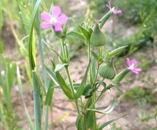 面條圖片大全，野生面條菜圖片？