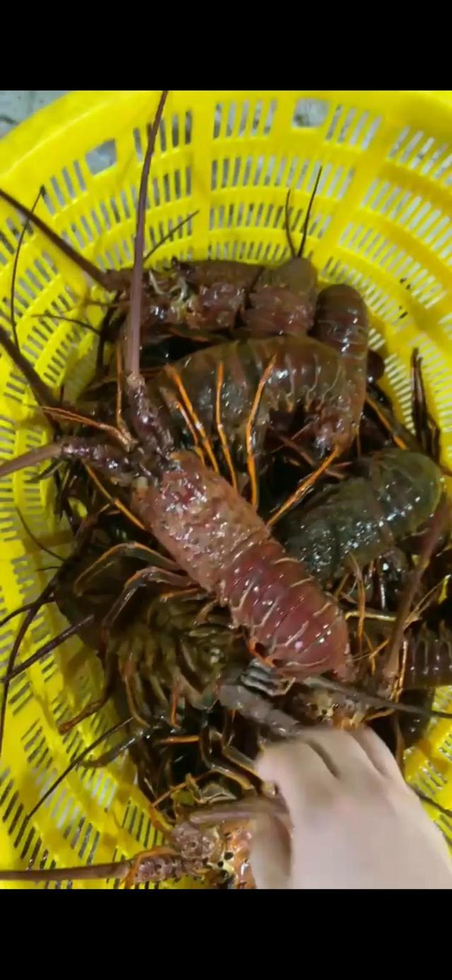 想開個(gè)海鮮店進(jìn)貨渠道怎么選（想開個(gè)海鮮店進(jìn)貨渠道聯(lián)系方式）