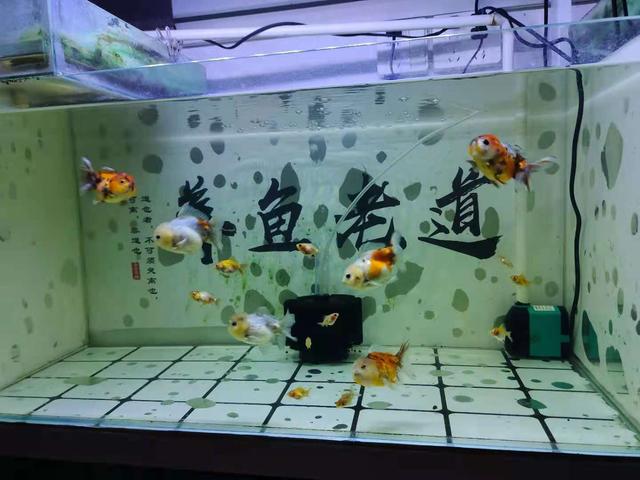 新手開水族店怎么進(jìn)貨視頻教程（新手開水族店怎么進(jìn)貨視頻講解）