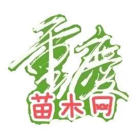 水生植物批發(fā)種植基地在哪里，水生植物批發(fā)種植基地地址？