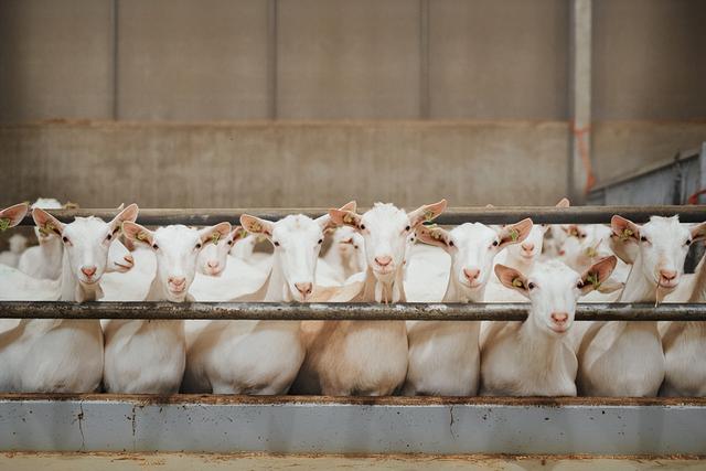 育肥羊飼料批發(fā)廠家，育肥羊飼料批發(fā)廠家電話？