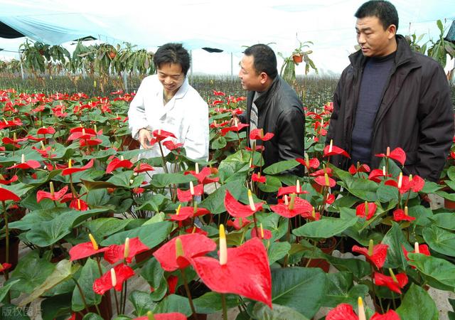 花卉批發(fā)市場進(jìn)貨渠道，花卉批發(fā)市場進(jìn)貨渠道地址？