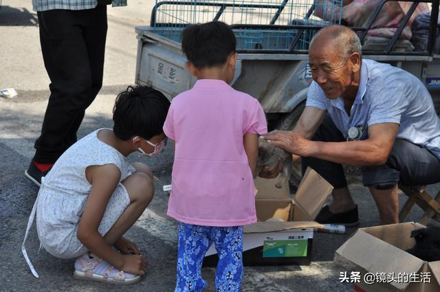 買小狗10元一只小型的，批發(fā)買小狗10元一只