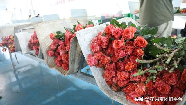 溫州批發(fā)鮮花去哪里進(jìn)貨，批發(fā)鮮花去哪里進(jìn)貨固鎮(zhèn)