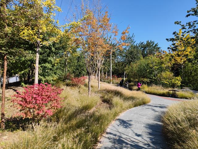 哪里有賣衛(wèi)矛小苗的，哪里有賣衛(wèi)矛小苗的地方？