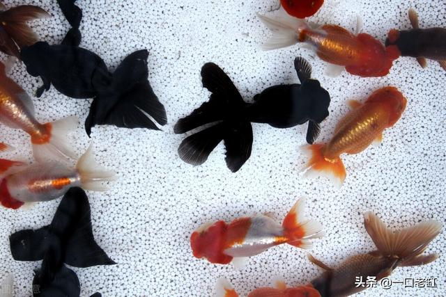 新手開水族店怎么進貨視頻，新手開水族店怎么進貨視頻教程？