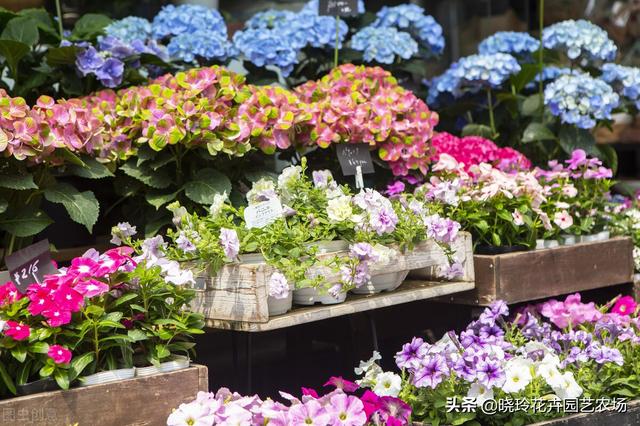 附近綠植批發(fā)基地電話，綠植批發(fā)基地在哪？