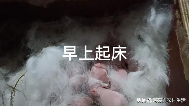 兔子幾塊錢一只，哪里有賣兔子的多少錢一只？