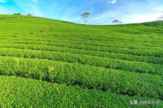 賣茶葉在抖音里算什么領(lǐng)域，抖音茶葉銷售第一？