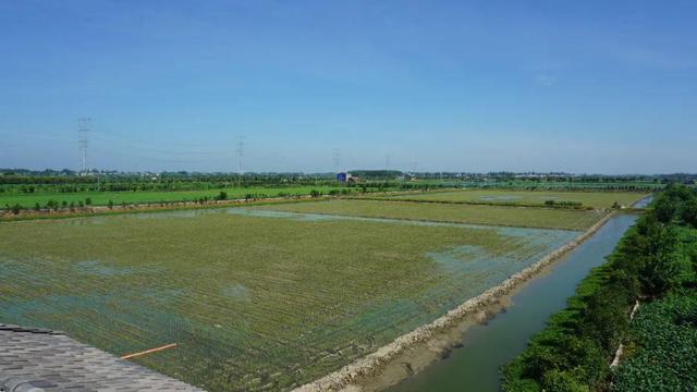 湖北潛江龍蝦批發(fā)市場電話，湖北潛江龍蝦批發(fā)市場電話號碼？