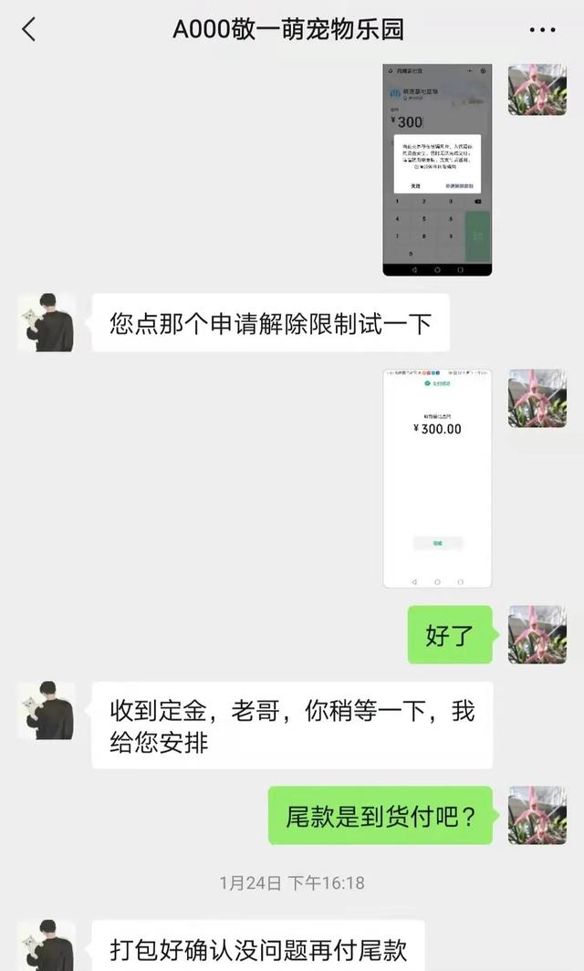 淘寶寵物狗貨源怎么找的，淘寶寵物狗貨源怎么找不到？