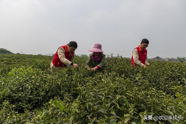 我想開茶葉店貨源怎么找，賣茶葉怎么找客源？