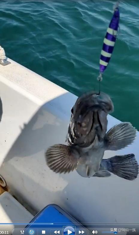 德州釣魚組魚餌怎么樣，德州釣魚組魚餌多少錢？