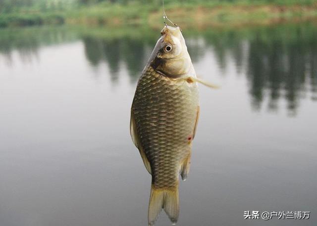 拼多多買(mǎi)魚(yú)餌料可靠嗎，拼多多上魚(yú)餌是不是正品？