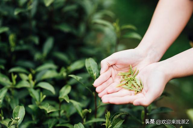 拼多多上貨的茶，拼多多上的中茶是真的嗎？