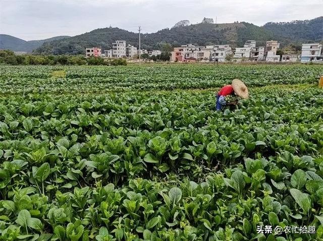 淘寶拼多多熱銷脫水菜芯貨源拿貨是真的嗎，淘寶拼多多熱銷脫水菜芯貨源拿貨是真的嗎還是假的？