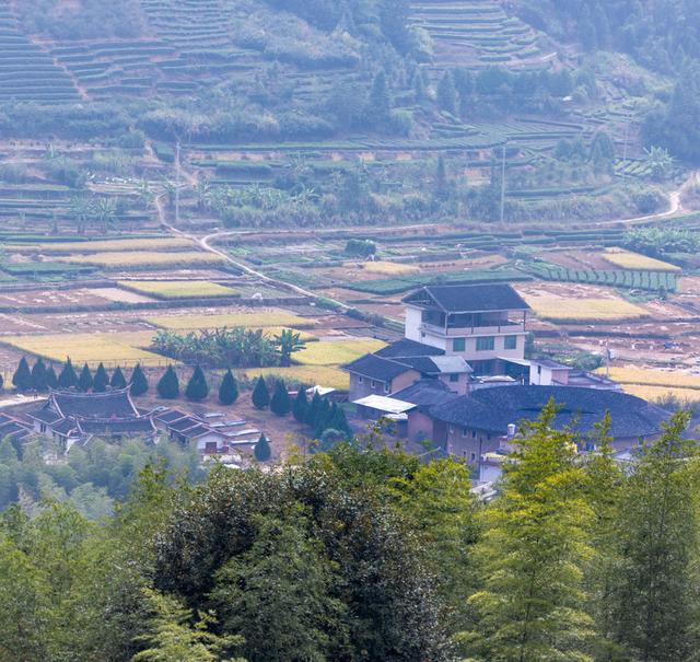 土樓茗茶是什么茶類，福建土樓茗茶是什么茶？